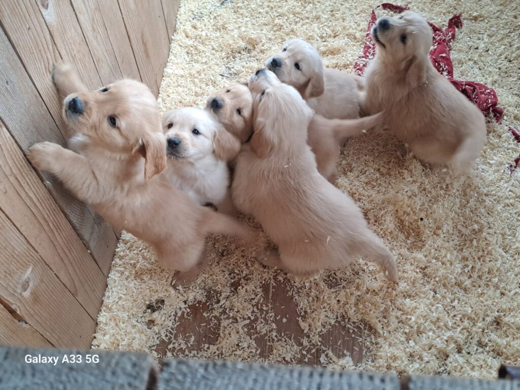 Cuccioli di Golden Retriever