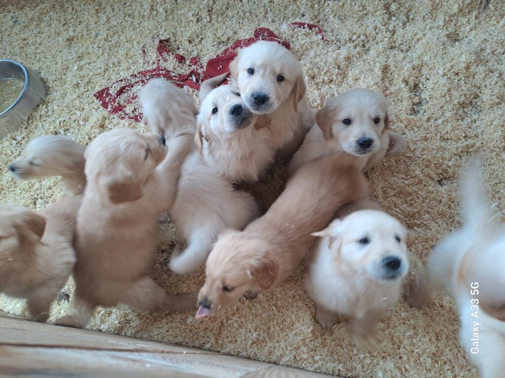 Cuccioli di Golden Retriever