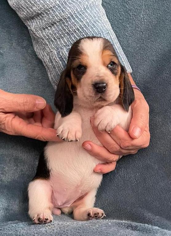 Cuccioli Basset Hound