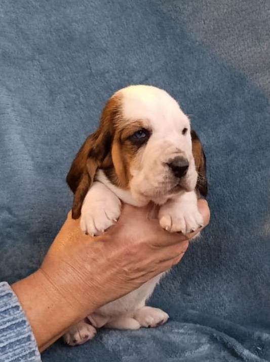 Cuccioli Basset Hound