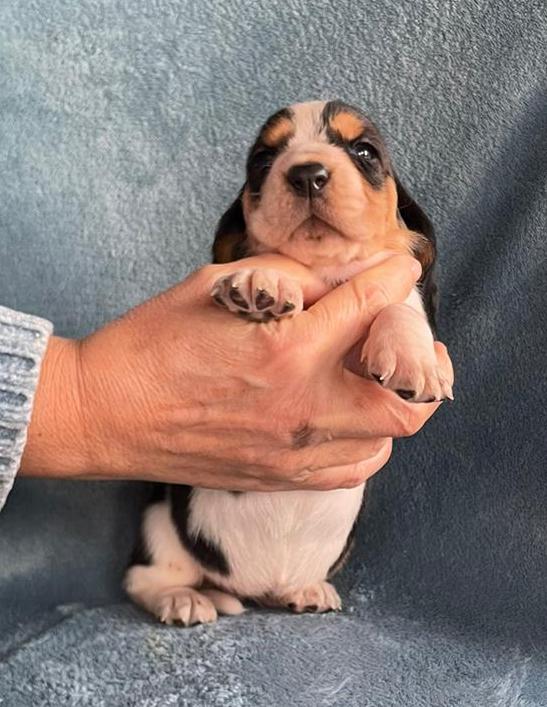 Cuccioli Basset Hound