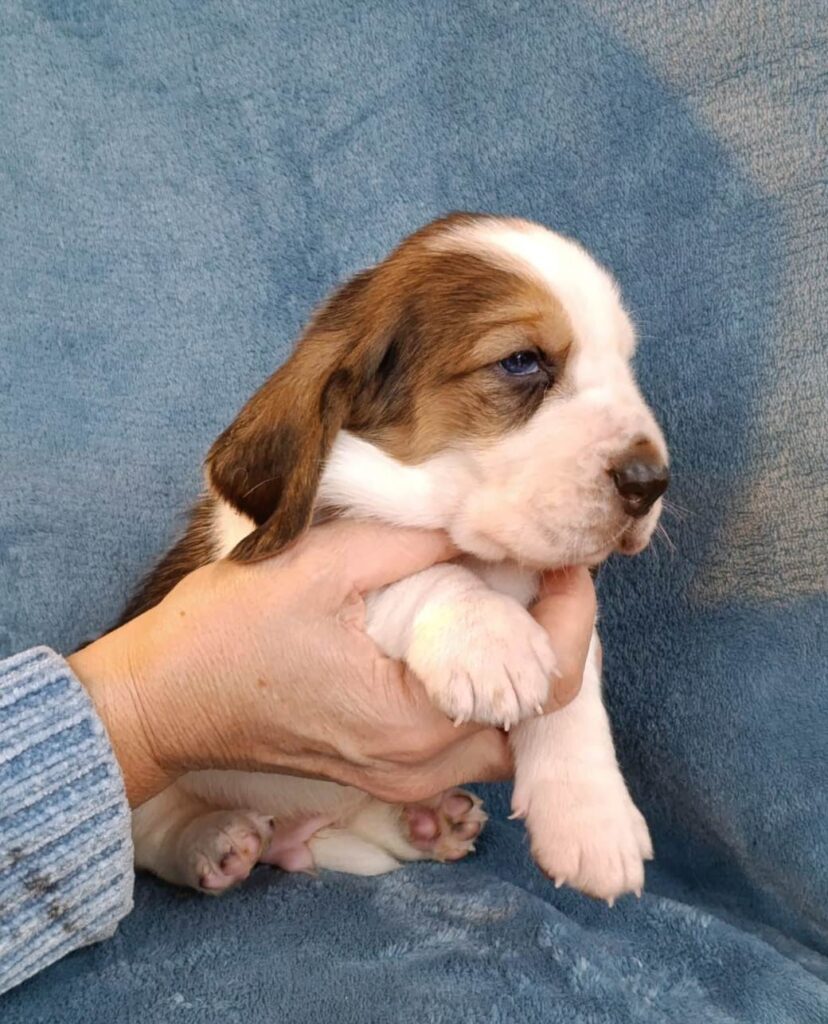 Cuccioli Basset Hound