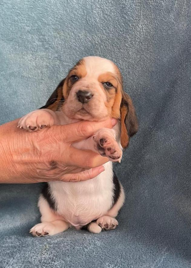 Cuccioli Basset Hound