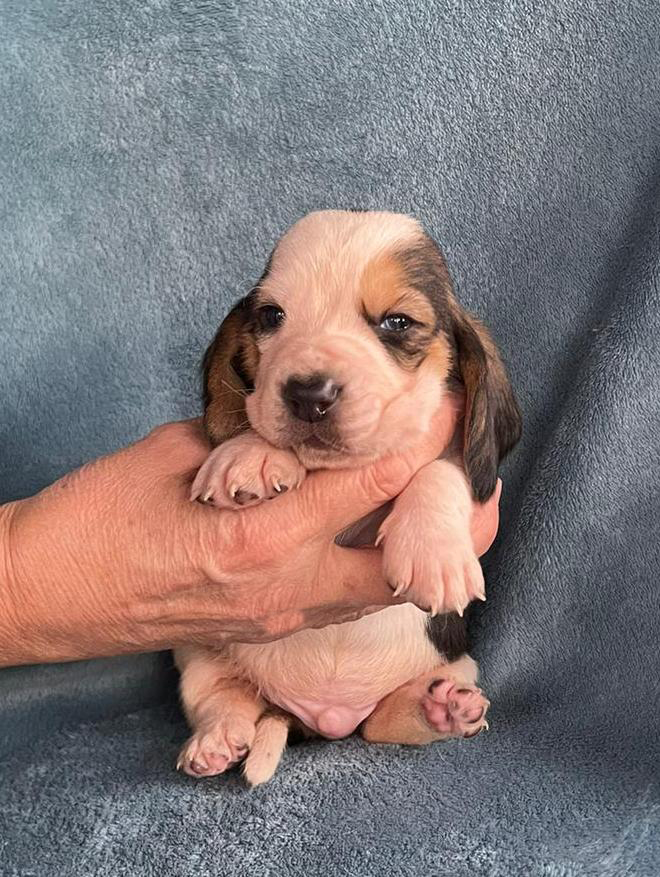 Cuccioli Basset Hound