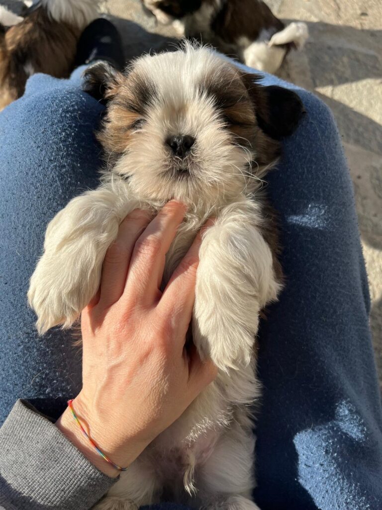 Cuccioli di shih tzu