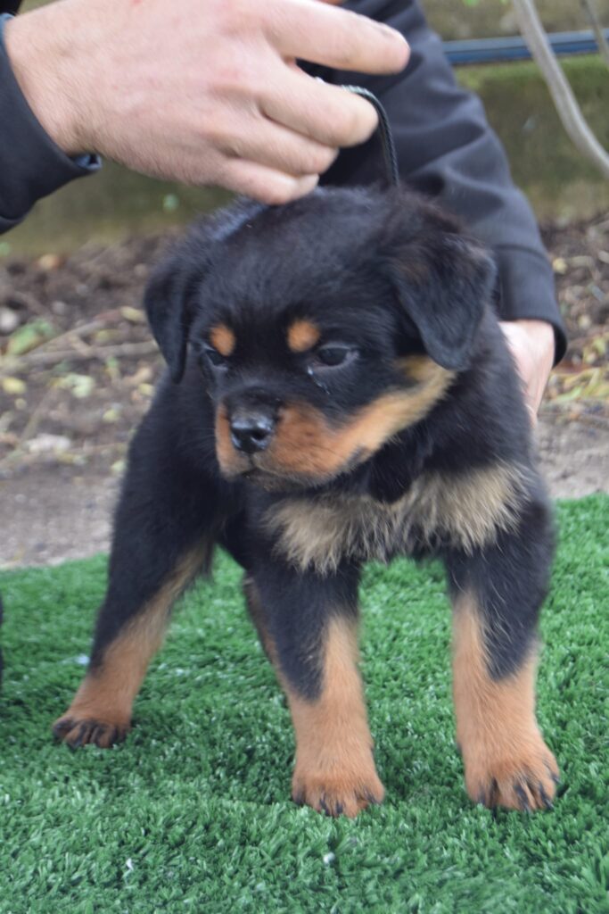 Cuccioli Rottweiler con pedigree