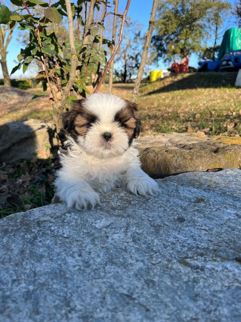 Cuccioli di shih tzu