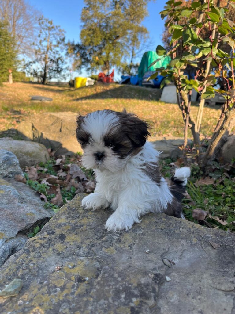 Cuccioli di shih tzu