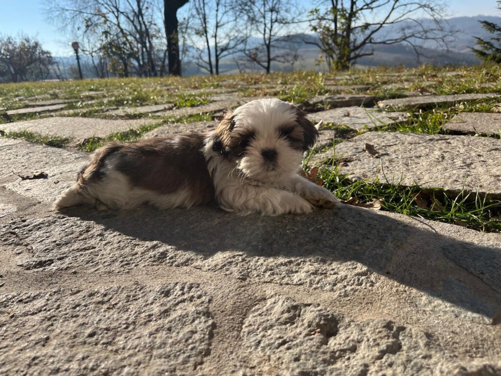 Cuccioli di shih tzu