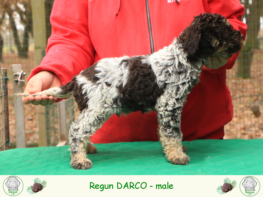 Lagotto romagnolo