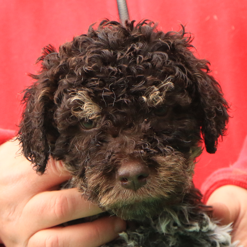 Lagotto romagnolo