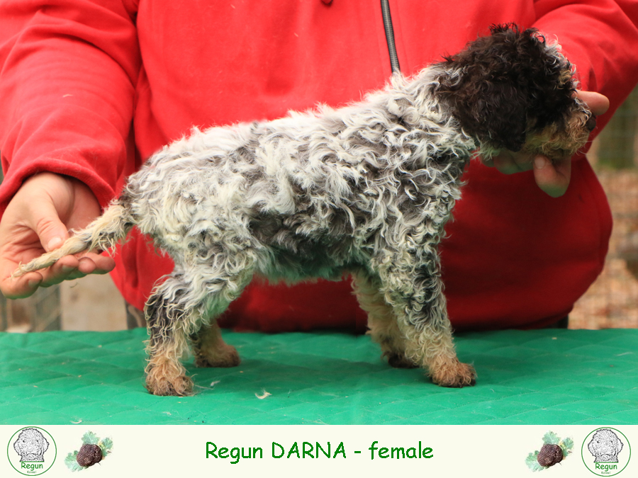 Lagotto romagnolo