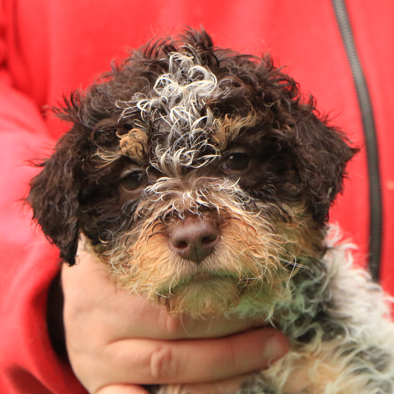 Lagotto romagnolo