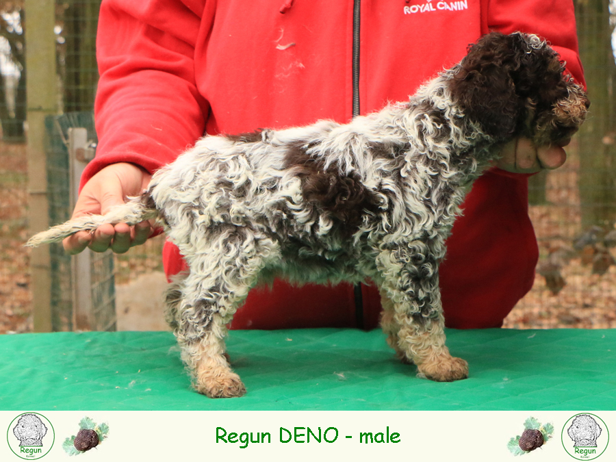 Lagotto romagnolo