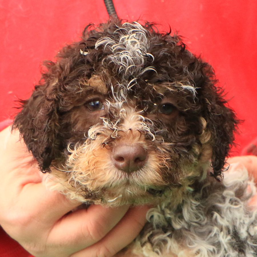 Lagotto romagnolo