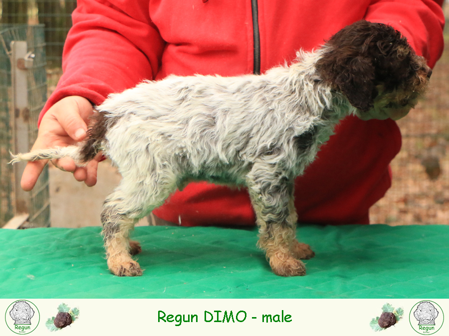 Lagotto romagnolo