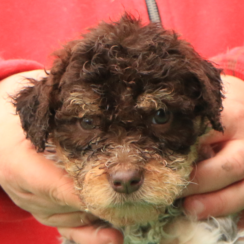 Lagotto romagnolo