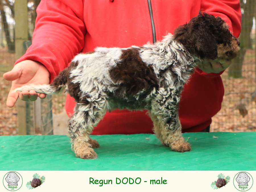 Lagotto romagnolo