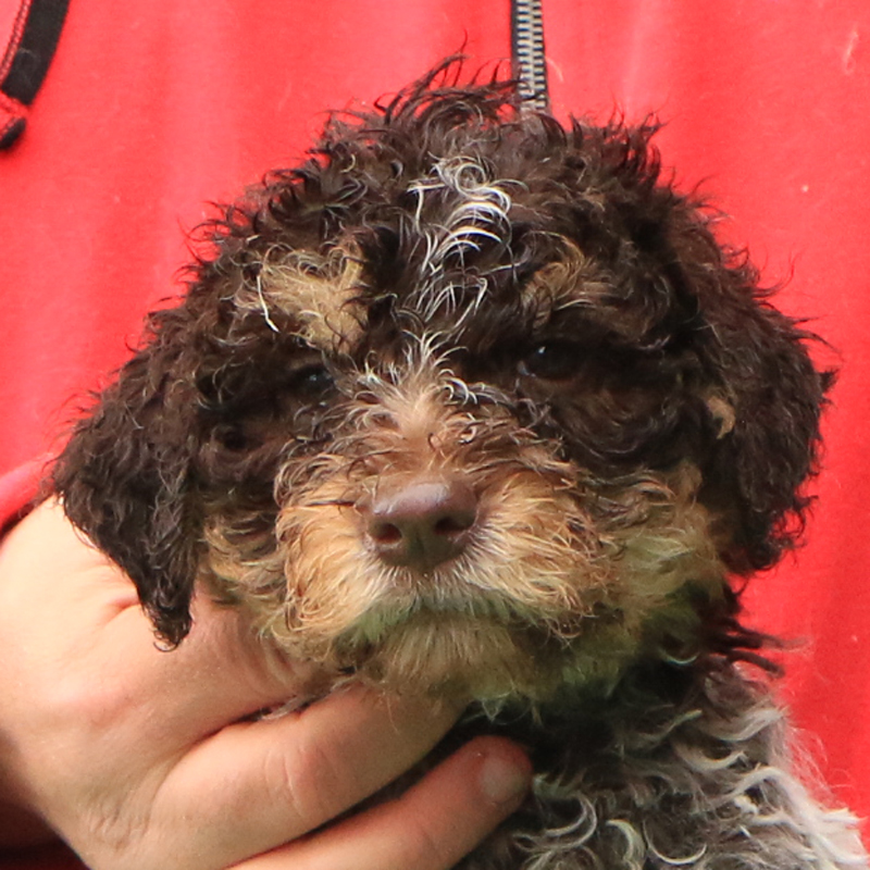 Lagotto romagnolo