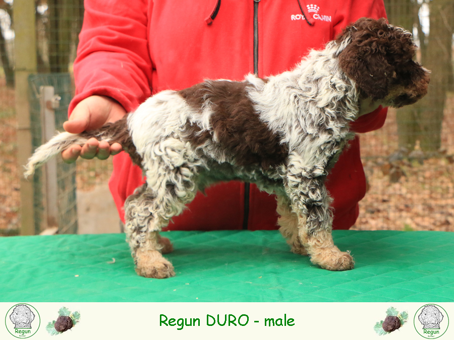 Lagotto romagnolo