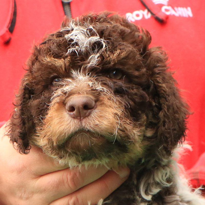 Lagotto romagnolo