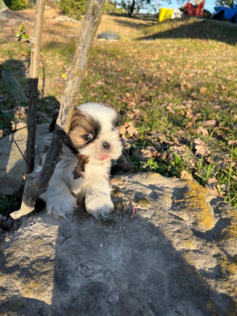 Cuccioli di shih tzu