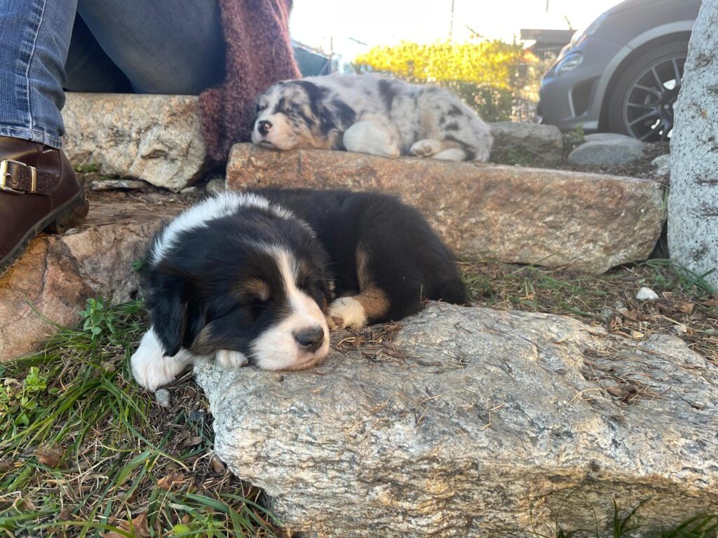 Cuccioli di Pastore Australiano/Australian Shepherd