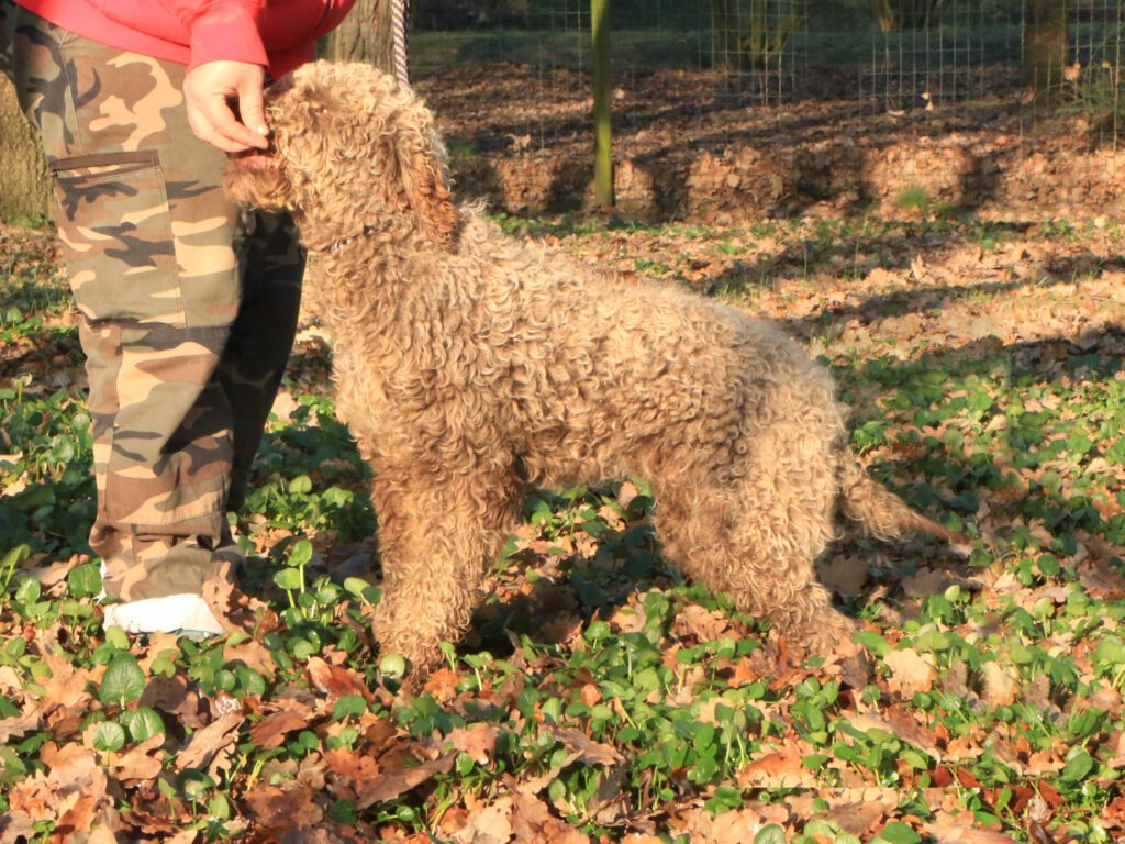 Lagotto romagnolo maschio giovane