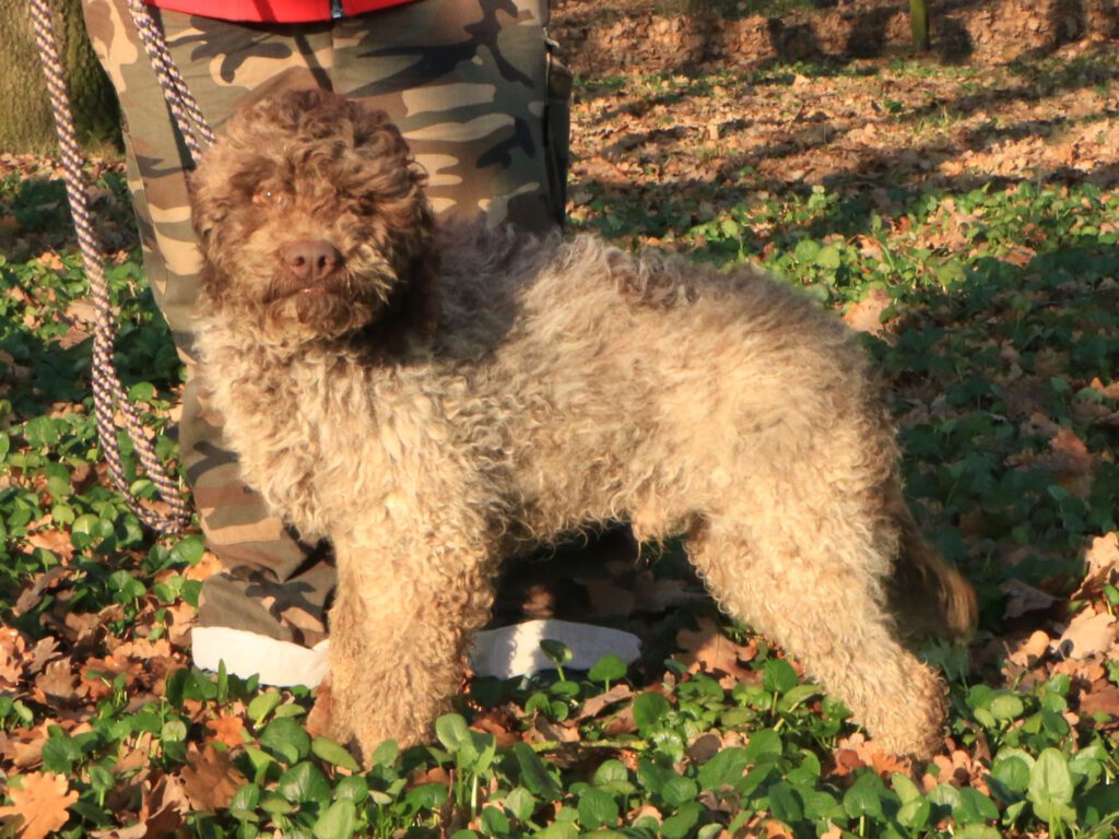 Lagotto romagnolo maschio