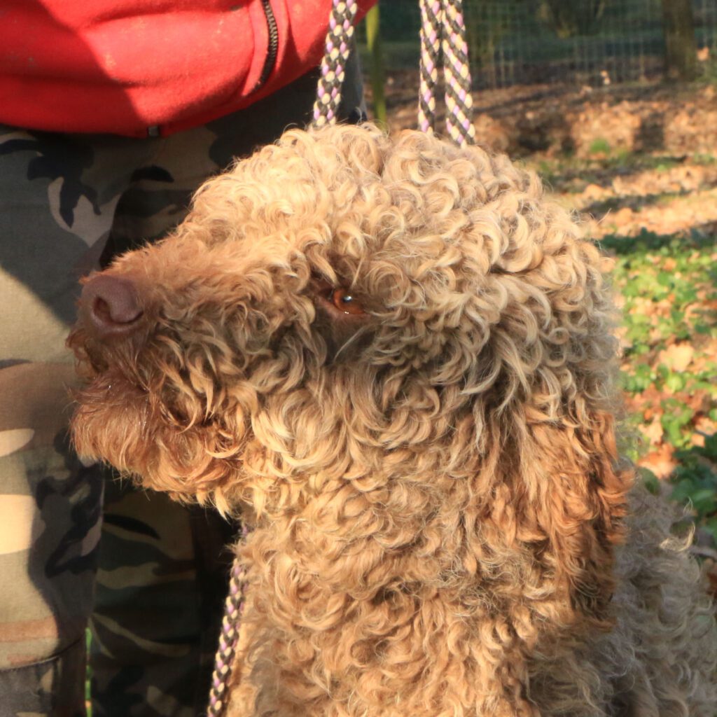 Lagotto romagnolo maschio giovane