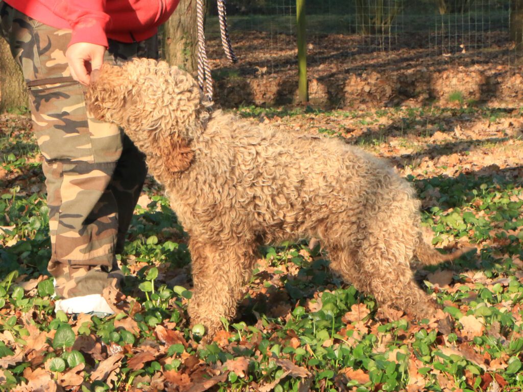 Lagotto romagnolo maschio giovane