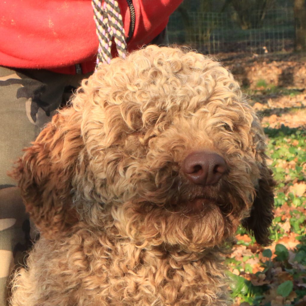 Lagotto romagnolo maschio giovane