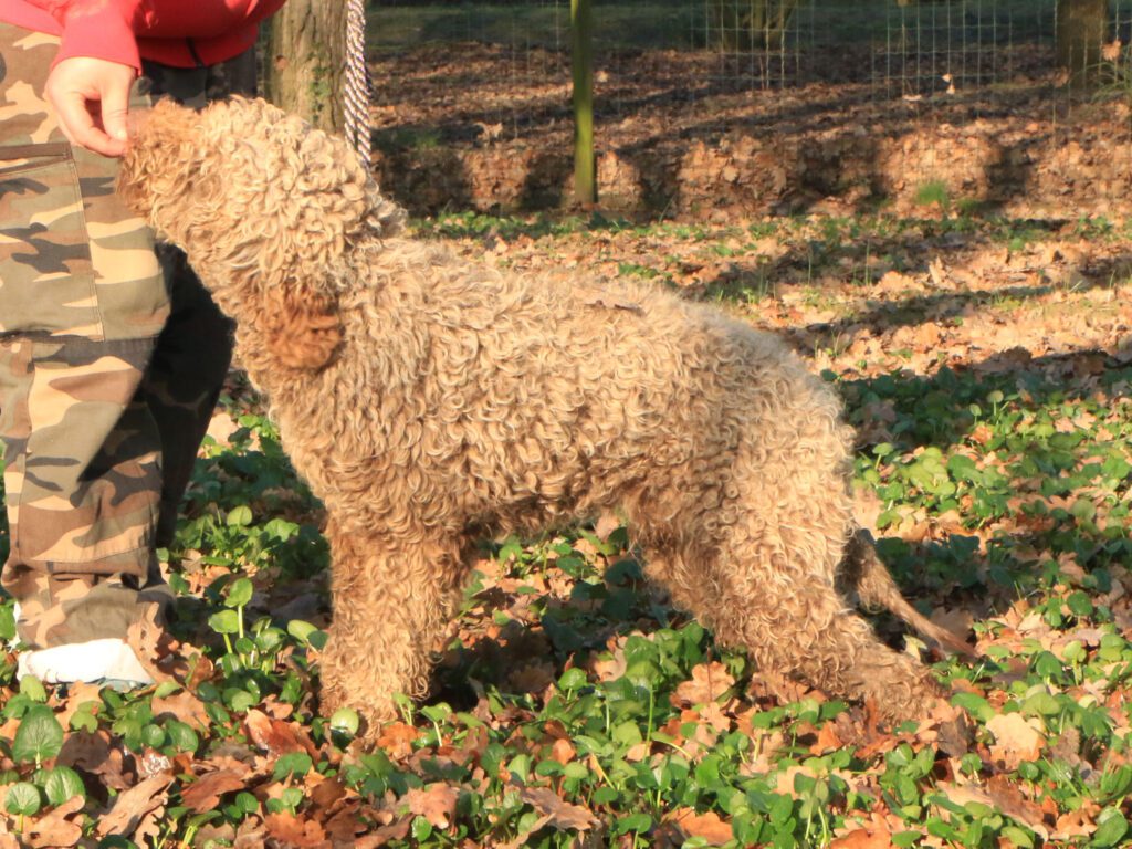 Lagotto romagnolo maschio giovane