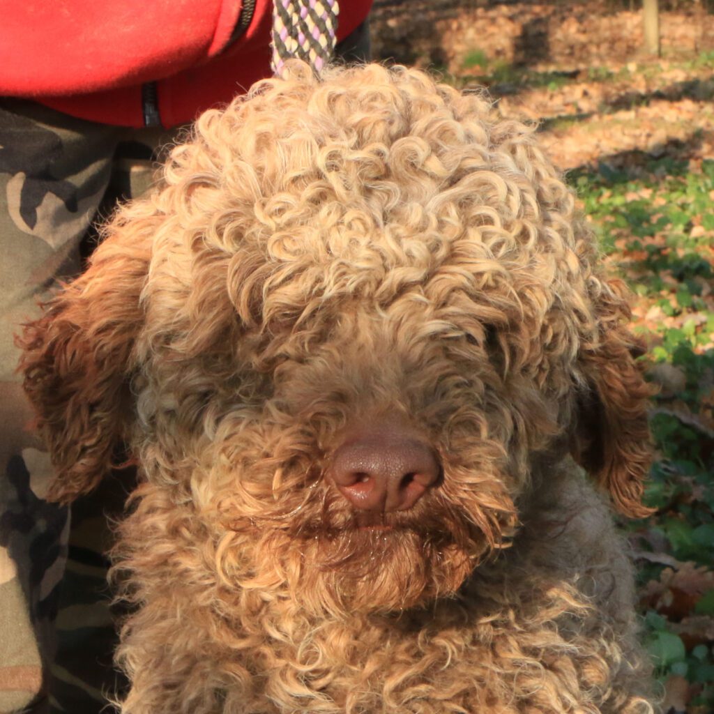 Lagotto romagnolo maschio giovane