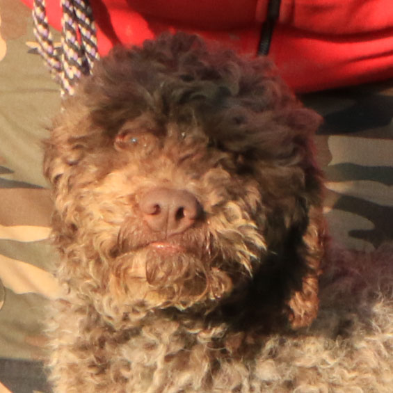 Lagotto romagnolo maschio