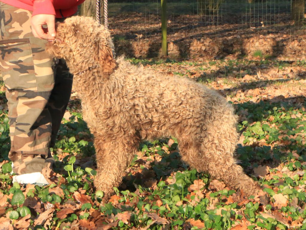 Lagotto romagnolo maschio giovane