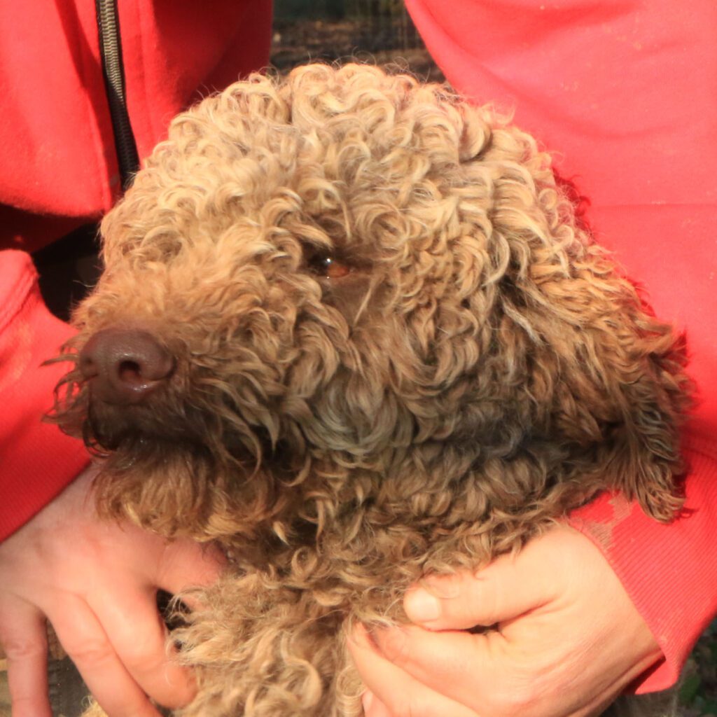 Lagotto romagnolo maschio giovane