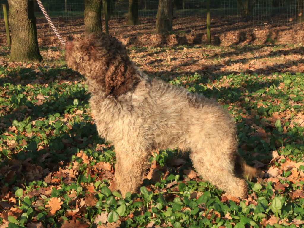 Lagotto romagnolo maschio