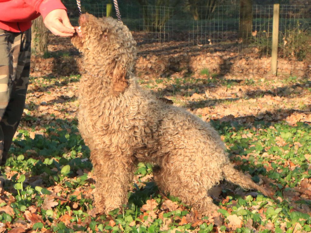 Lagotto romagnolo maschio giovane