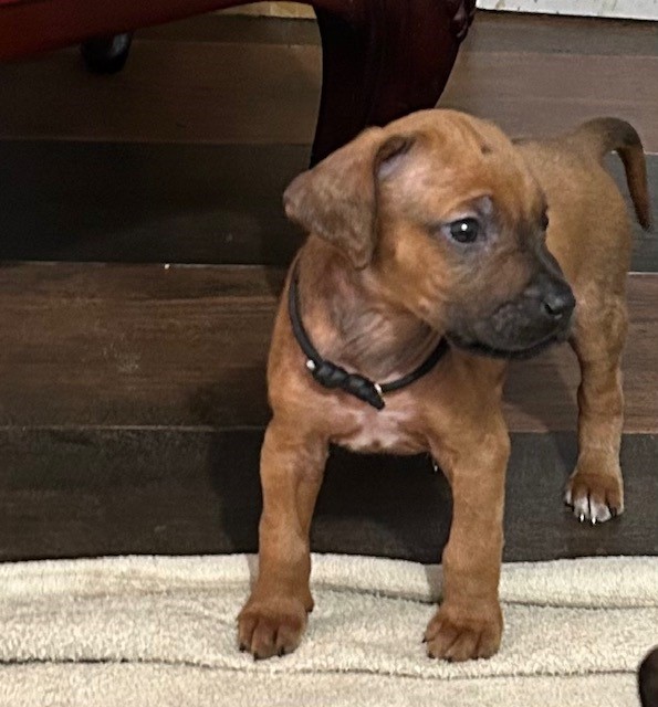 RHODESIAN RIDGEBACK CUCCIOLI DISPONIBILI