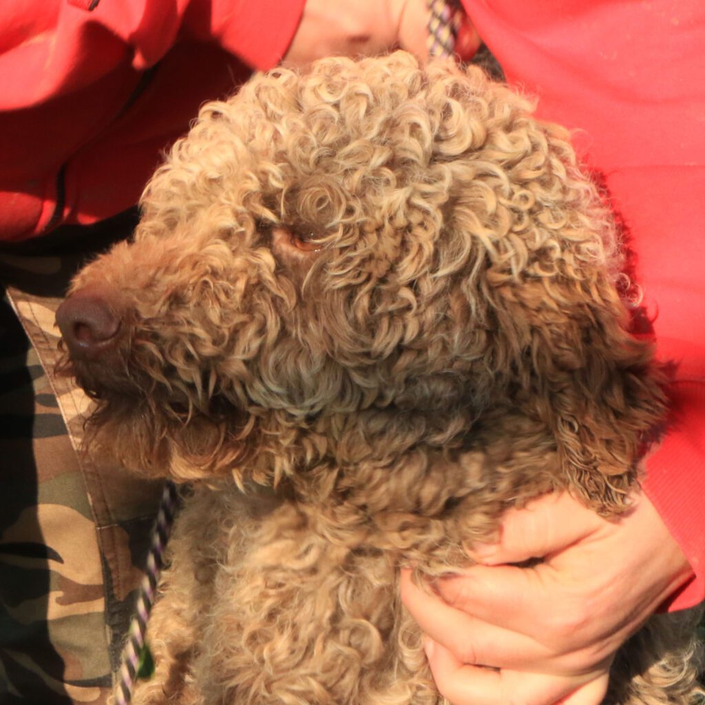 Lagotto romagnolo maschio giovane