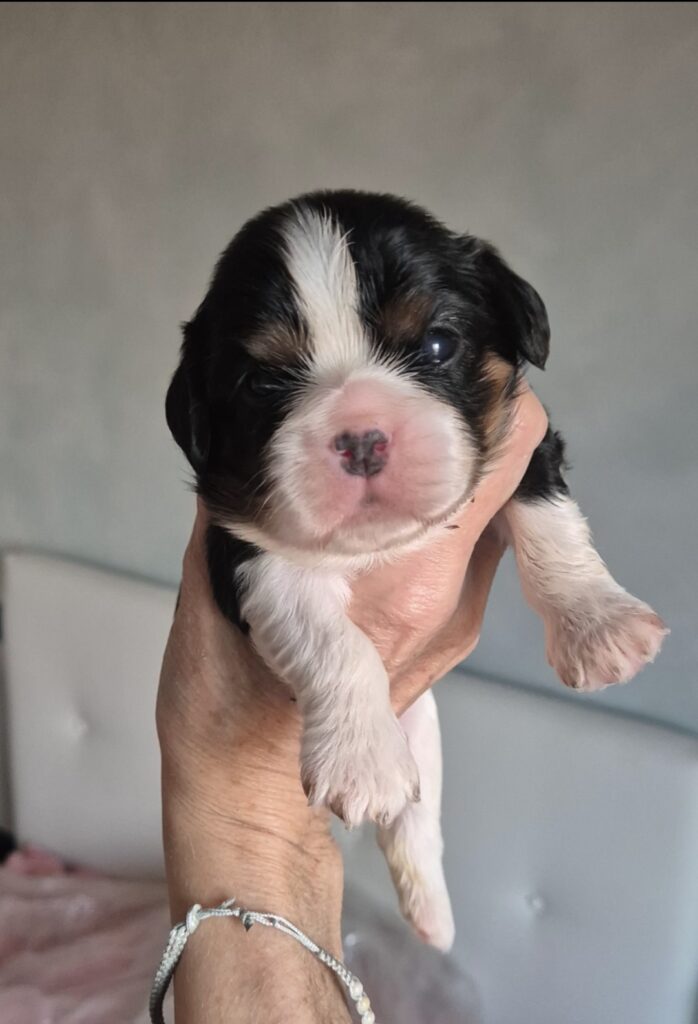 Cuccioli di Cavalier king