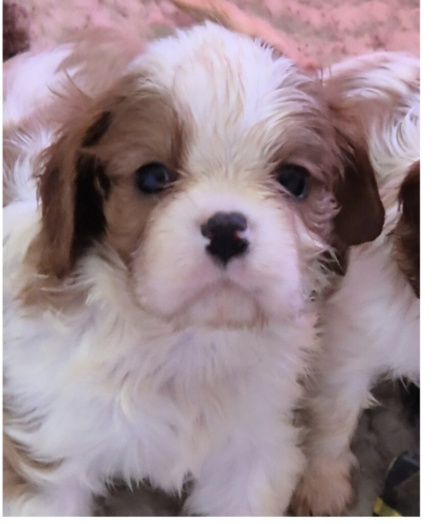 Cuccioli di Cavalier king