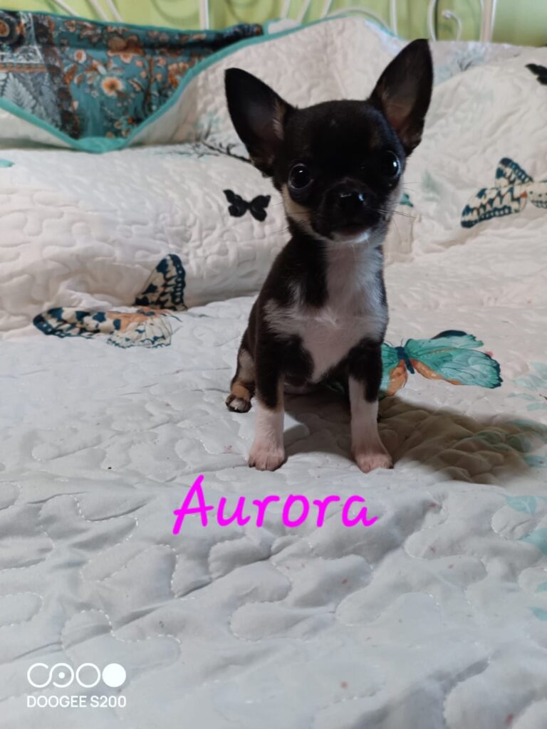 Cuccioli di Chihuahua