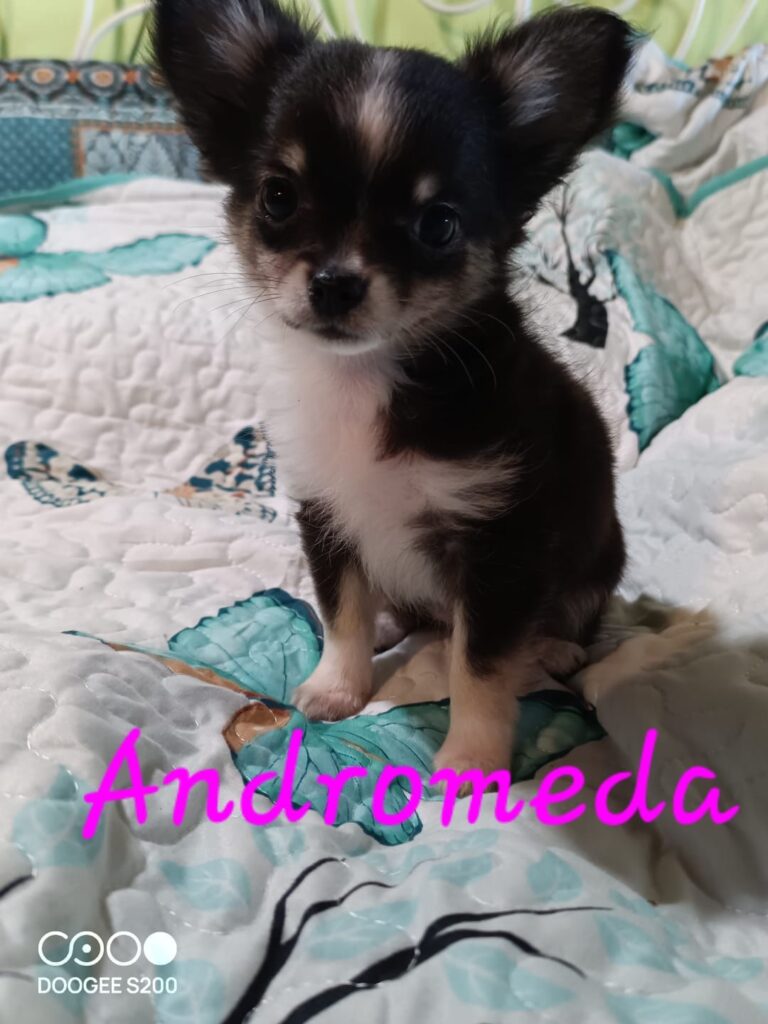 Cuccioli di Chihuahua