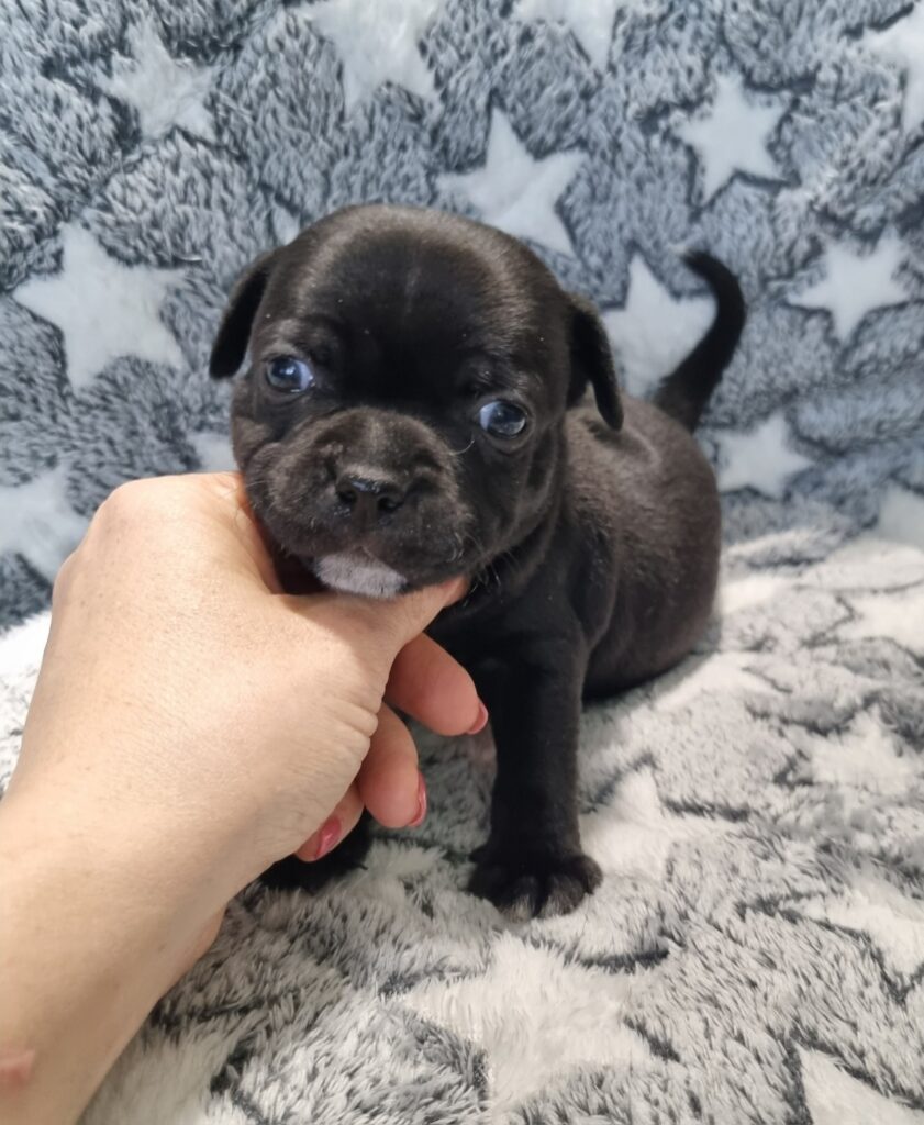 Staffordshire bull terrier cuccioli staffy