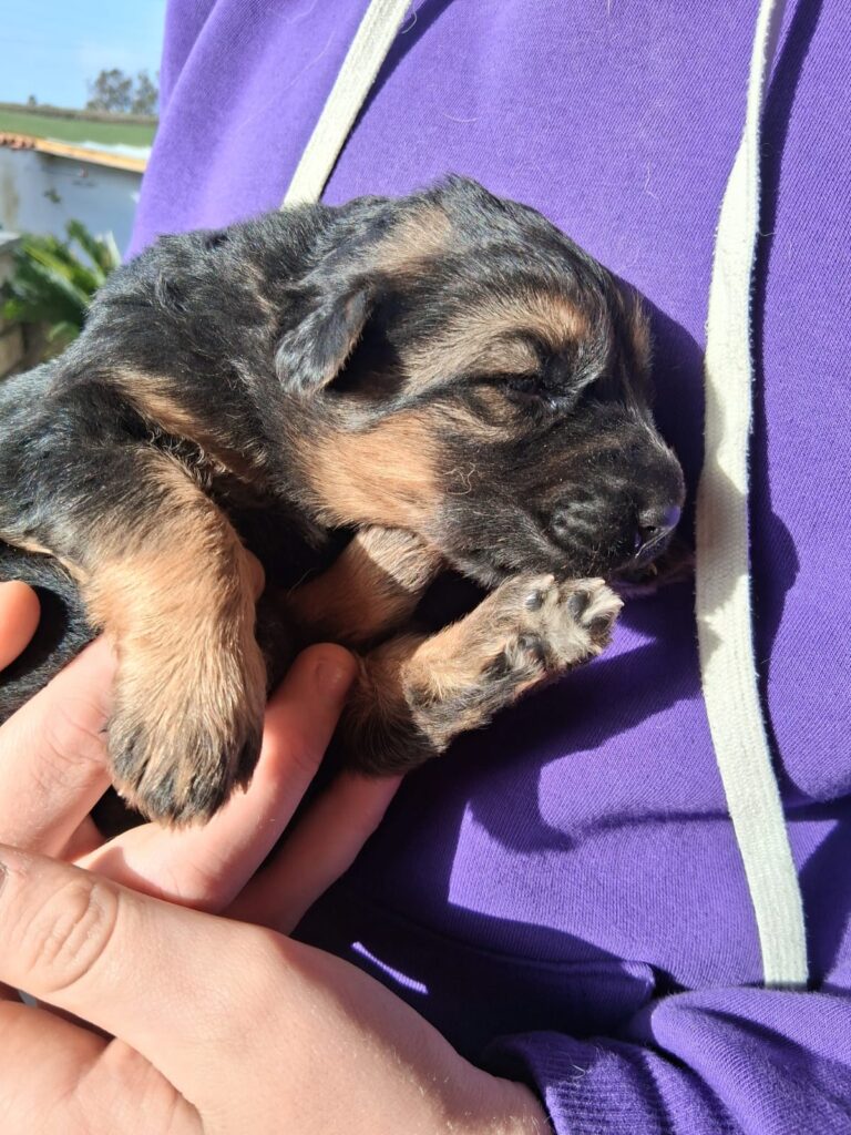 Cuccioli PASTORE TEDESCO