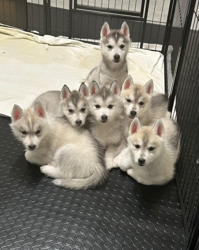 Cuccioli Siberian Husky