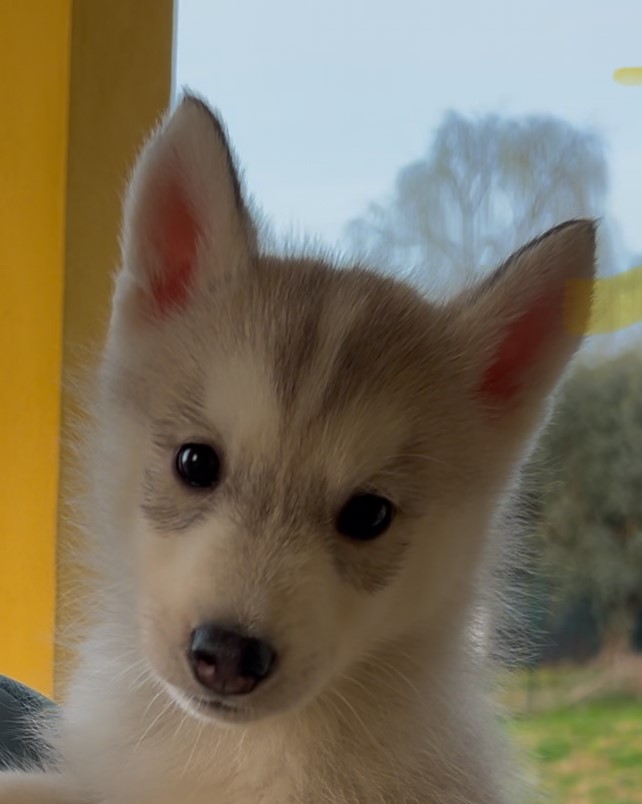 Cuccioli Siberian Husky