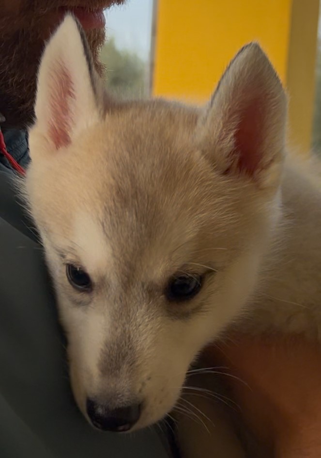 Cuccioli Siberian Husky